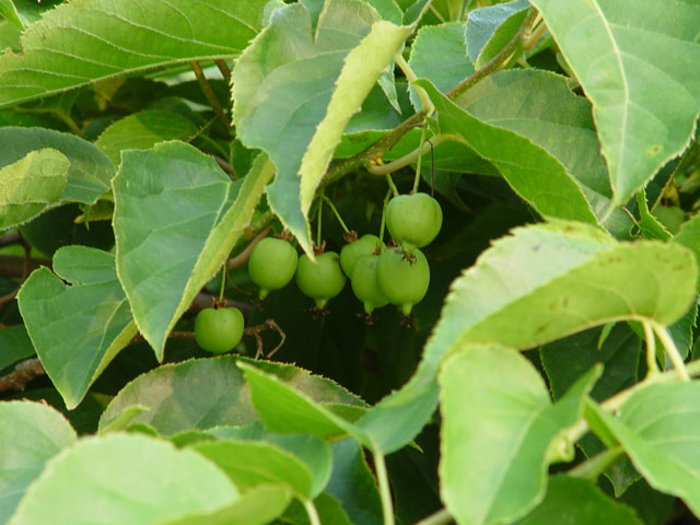 돼지병장